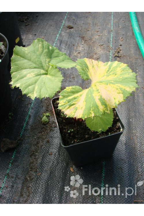 Lepiężnik japoński 'Variegata' Petasites japonicus