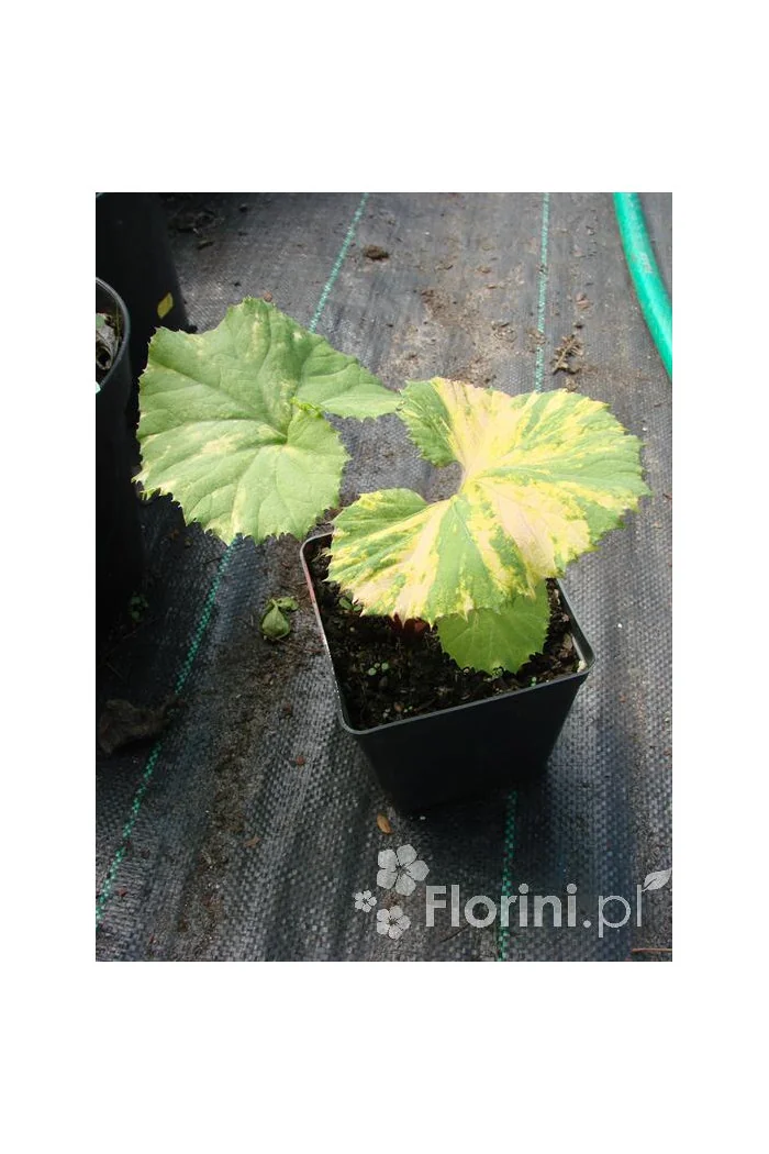 Lepiężnik japoński 'Variegata' Petasites japonicus