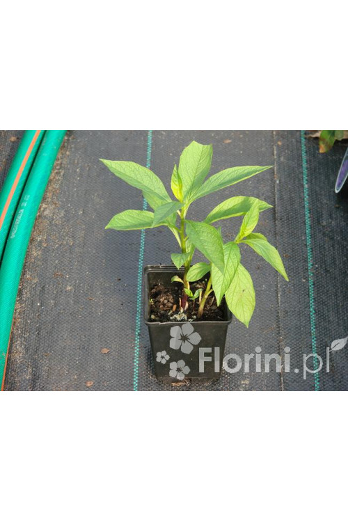 Lulecznica kraińska Scopolia carniolica