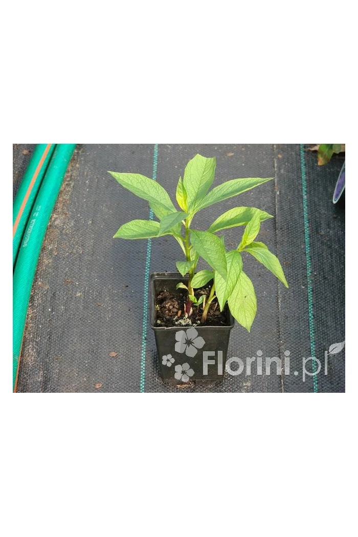 Lulecznica kraińska Scopolia carniolica