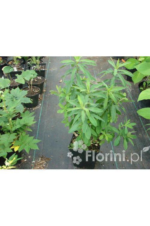 Wilczomlecz błotny Euphorbia palustris