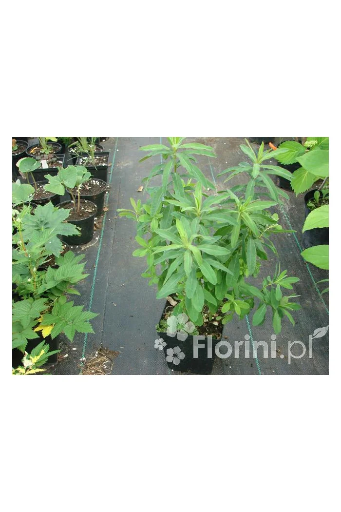 Wilczomlecz błotny Euphorbia palustris