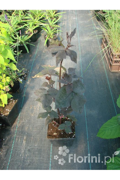 Kryptotenia japońska 'Artopurpurea' Cryptotaenia japonica