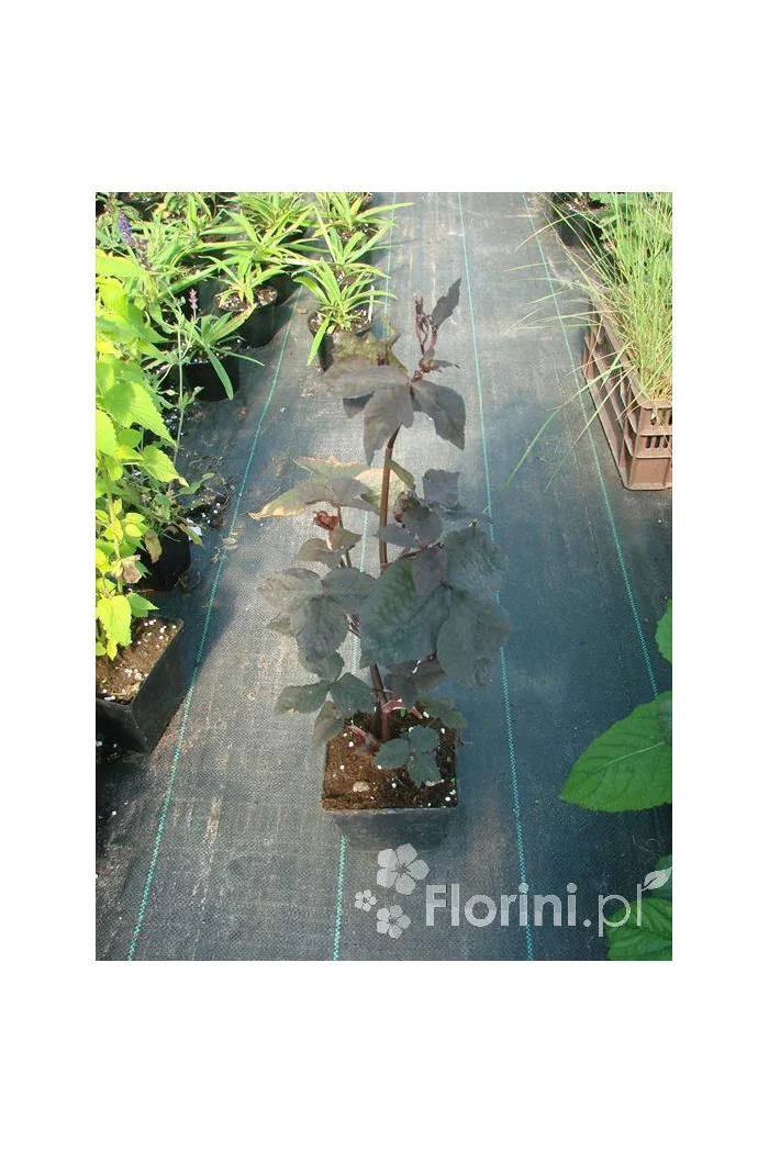 Kryptotenia japońska 'Artopurpurea' Cryptotaenia japonica