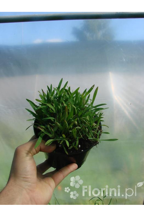 Przewiercień jaskrowaty Bupleurum ranunculoides