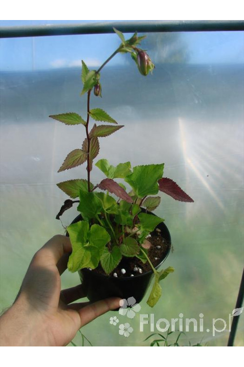 Dzwonek kropkowany 'Plena' Campanula punctata