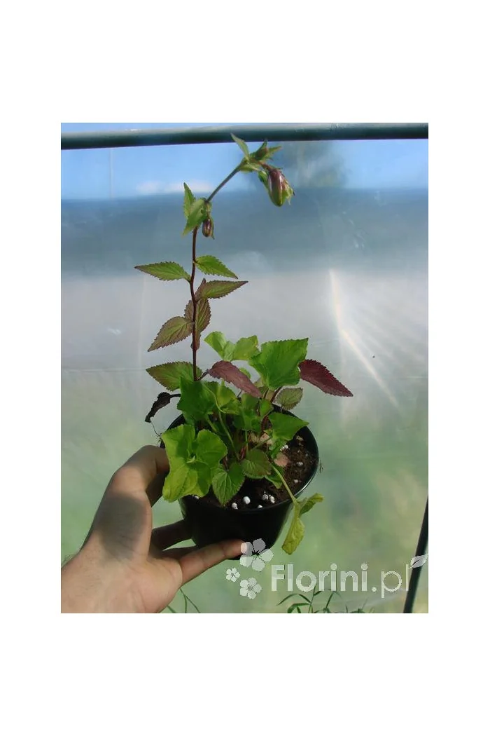 Dzwonek kropkowany 'Plena' Campanula punctata