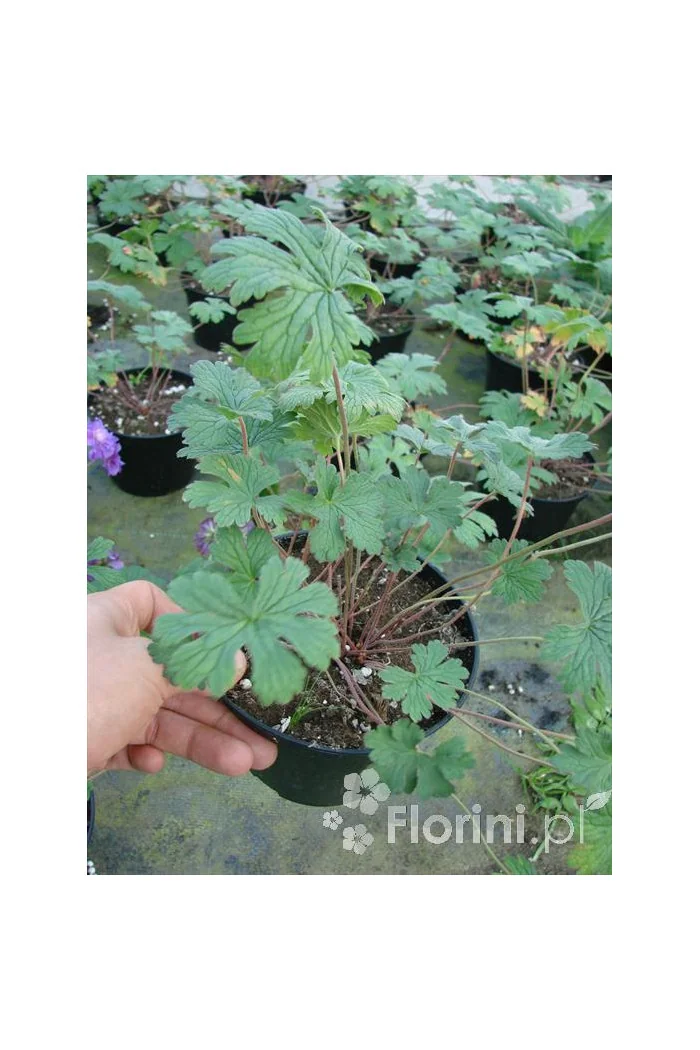 Bodziszek himalajski 'Plenum' Geranium himalayense