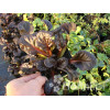 Dąbrówka 'Black Scallop' | Ajuga reptans