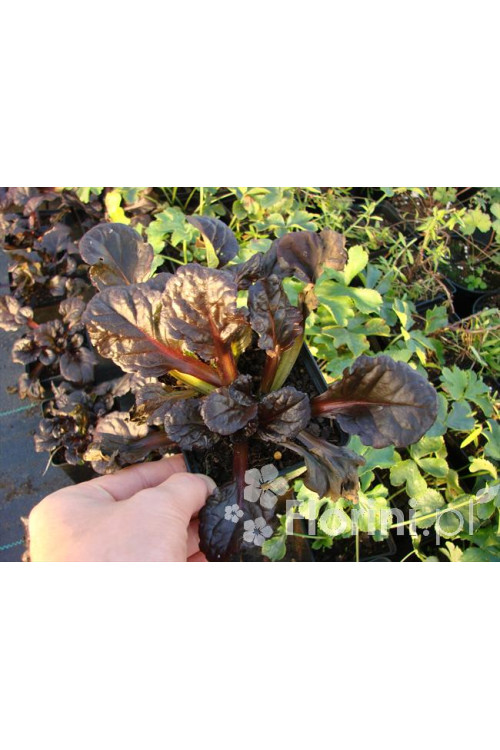 Dąbrówka 'Black Scallop' | Ajuga reptans