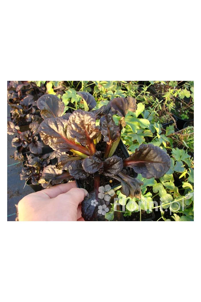 Dąbrówka 'Black Scallop' | Ajuga reptans