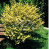 Ligustr okrągłolistny 'Aureum' Ligustrum ovalifolium