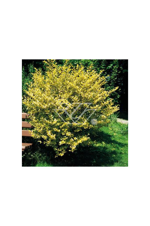 Ligustr okrągłolistny 'Aureum' Ligustrum ovalifolium