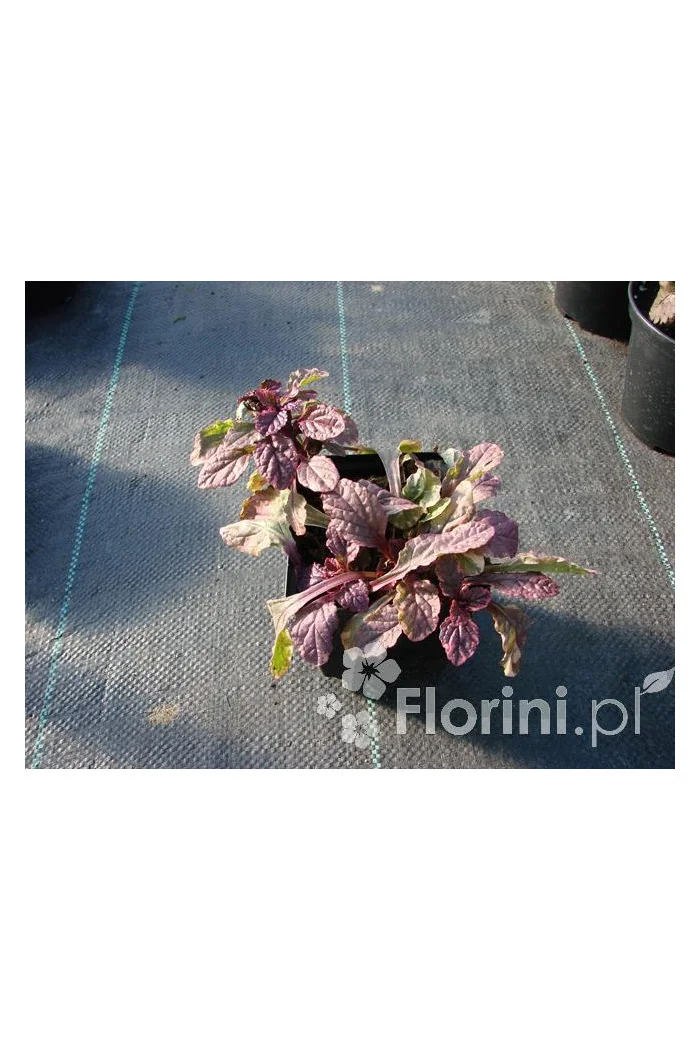 Dąbrówka rozłogowa 'Burgundy Glow' Ajuga reptans