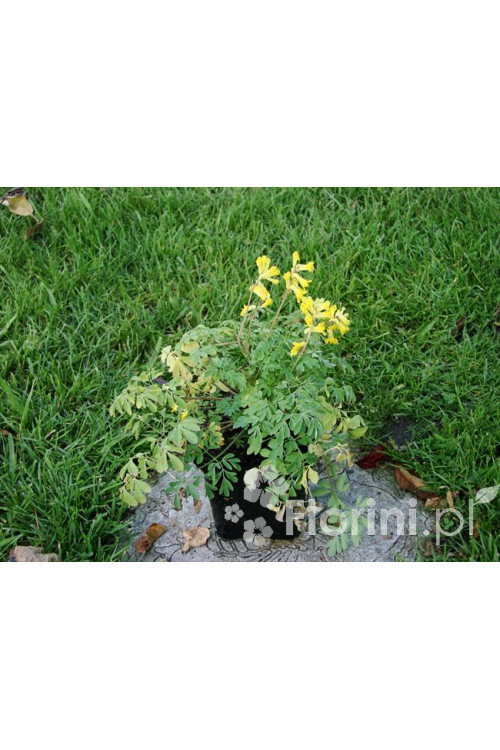 Kokorycz złocista Corydalis lutea