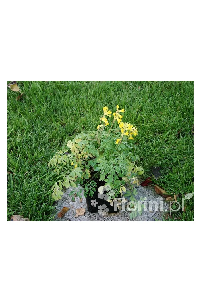 Kokorycz złocista Corydalis lutea