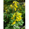Kokorycz złocista Corydalis lutea