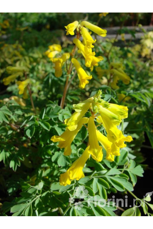 Kokorycz złocista Corydalis lutea