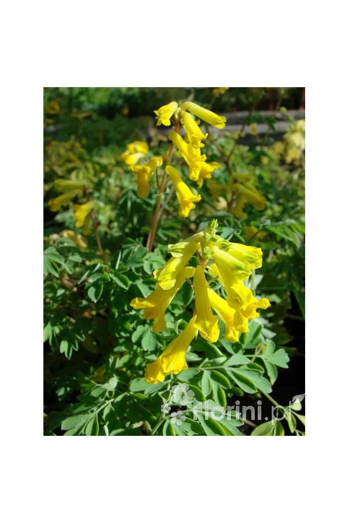 Kokorycz złocista Corydalis lutea