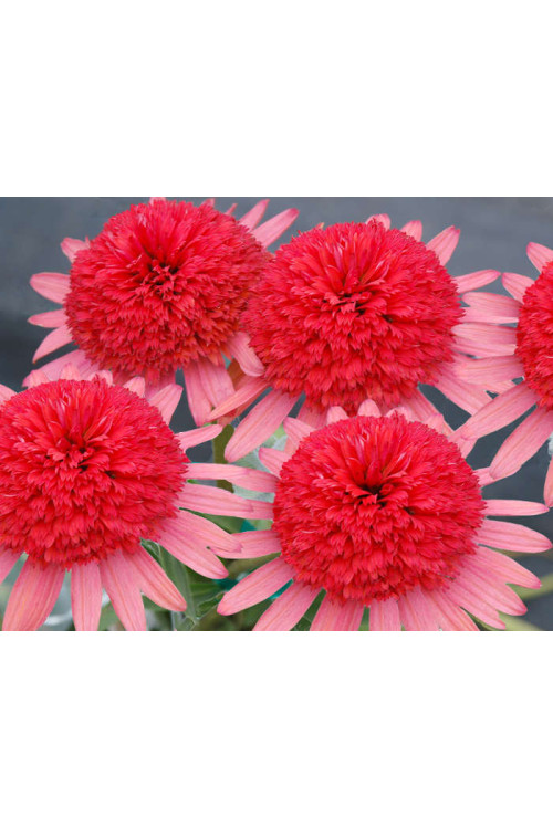 Jeżówka 'Secret Passion' Echinacea