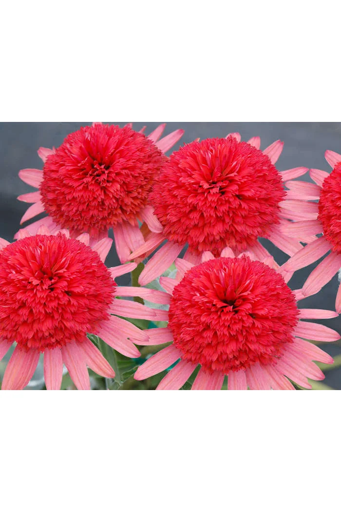 Jeżówka 'Secret Passion' Echinacea