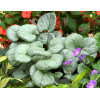 Brunnera sercolistna 'Looking Glass'| Brunnera macrophylla