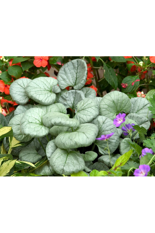 Brunnera sercolistna 'Looking Glass'| Brunnera macrophylla