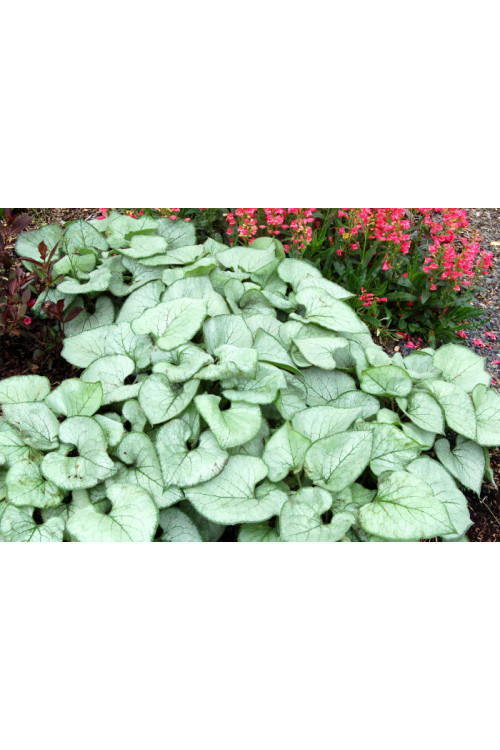 Brunnera sercolistna 'Looking Glass'| Brunnera macrophylla