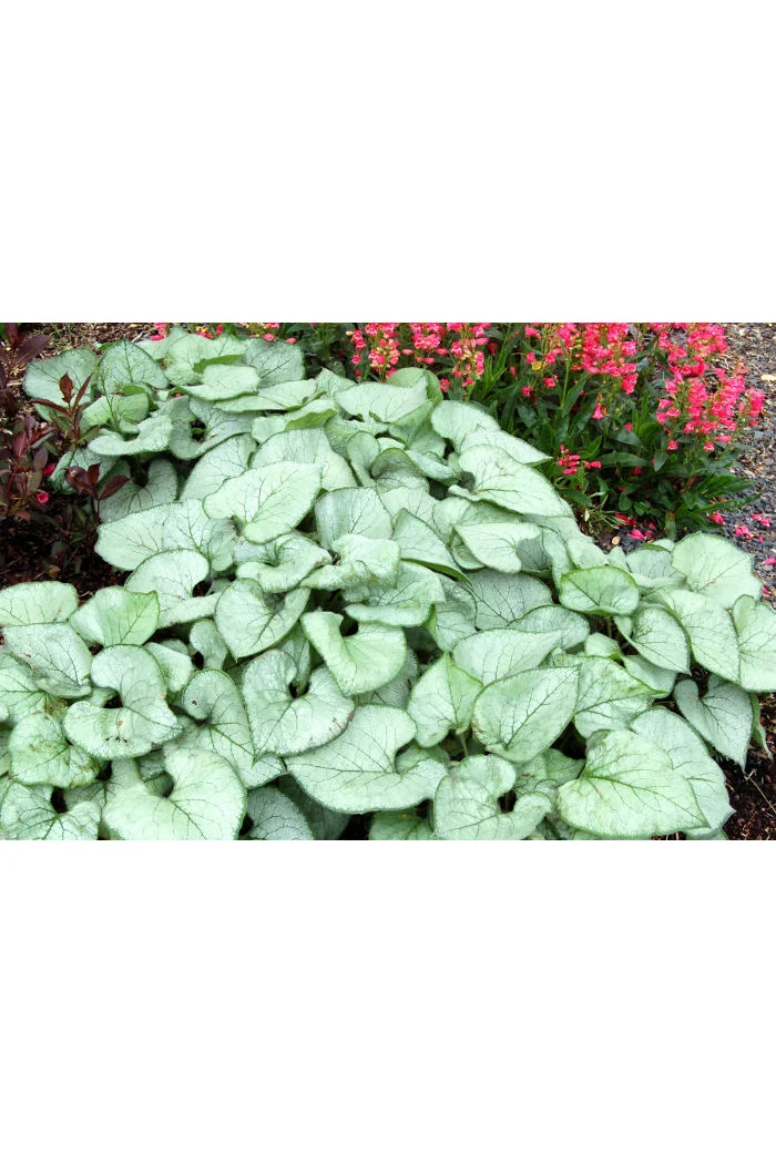 Brunnera sercolistna 'Looking Glass'| Brunnera macrophylla