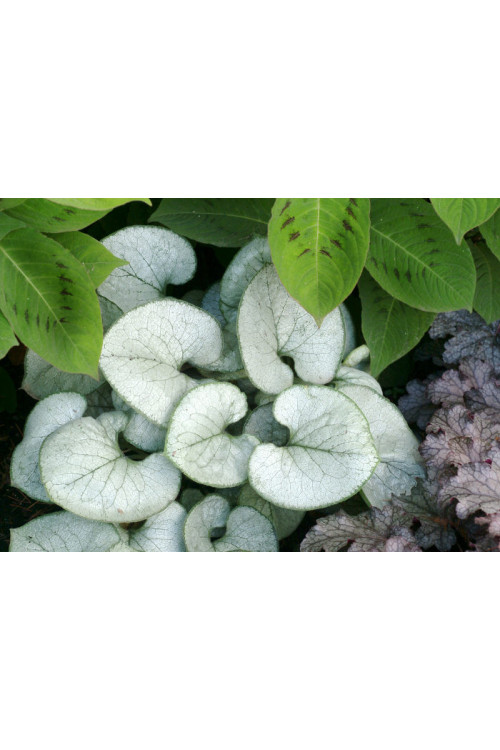 Brunnera sercolistna 'Looking Glass'| Brunnera macrophylla