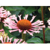 Jeżówka 'Quills and Thrills' Echinacea