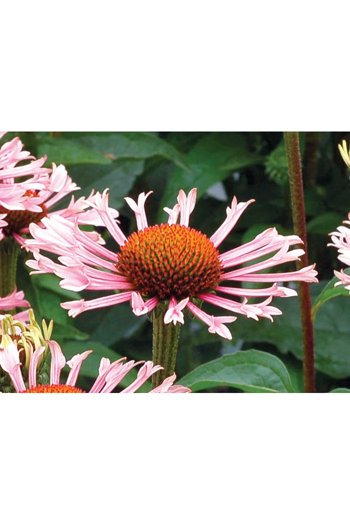 Jeżówka 'Quills and Thrills' Echinacea