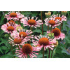 Jeżówka 'Quills and Thrills' Echinacea