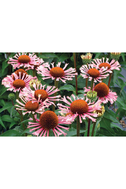 Jeżówka 'Quills and Thrills' Echinacea