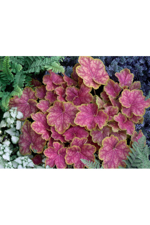 Żurawka 'Tiramisu' Heuchera