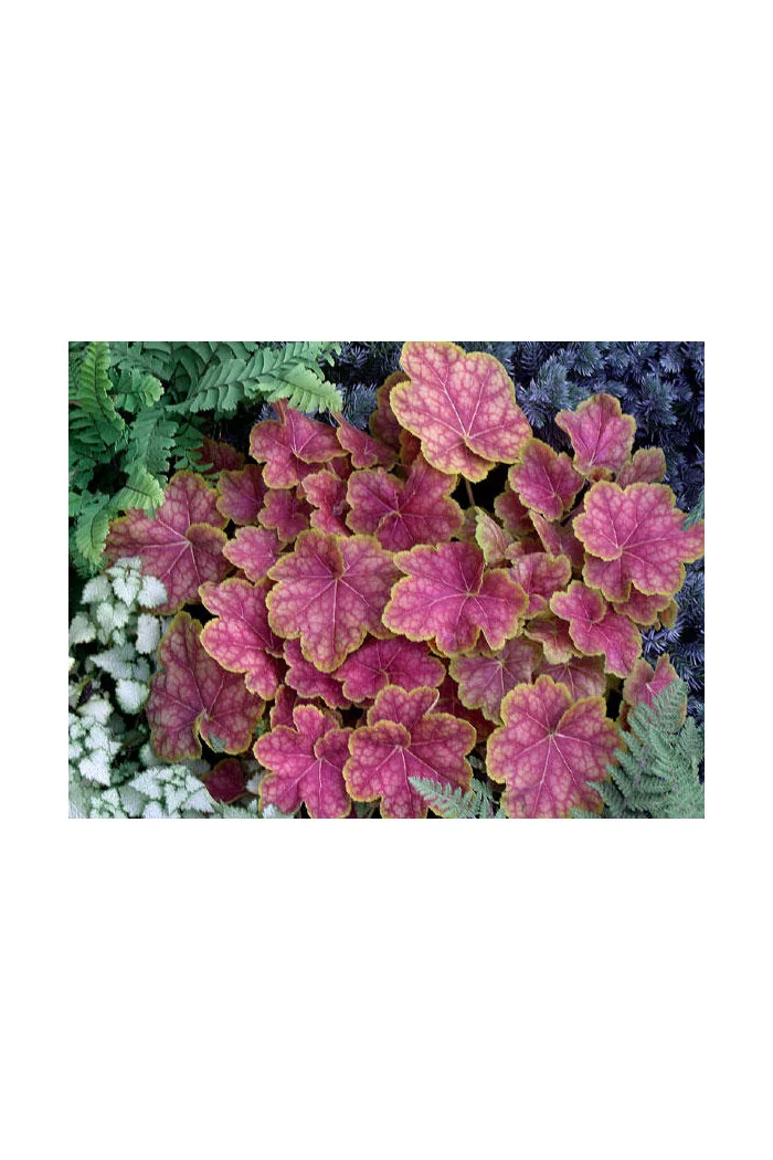 Żurawka 'Tiramisu' Heuchera