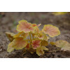 Żurawka 'Tiramisu' Heuchera