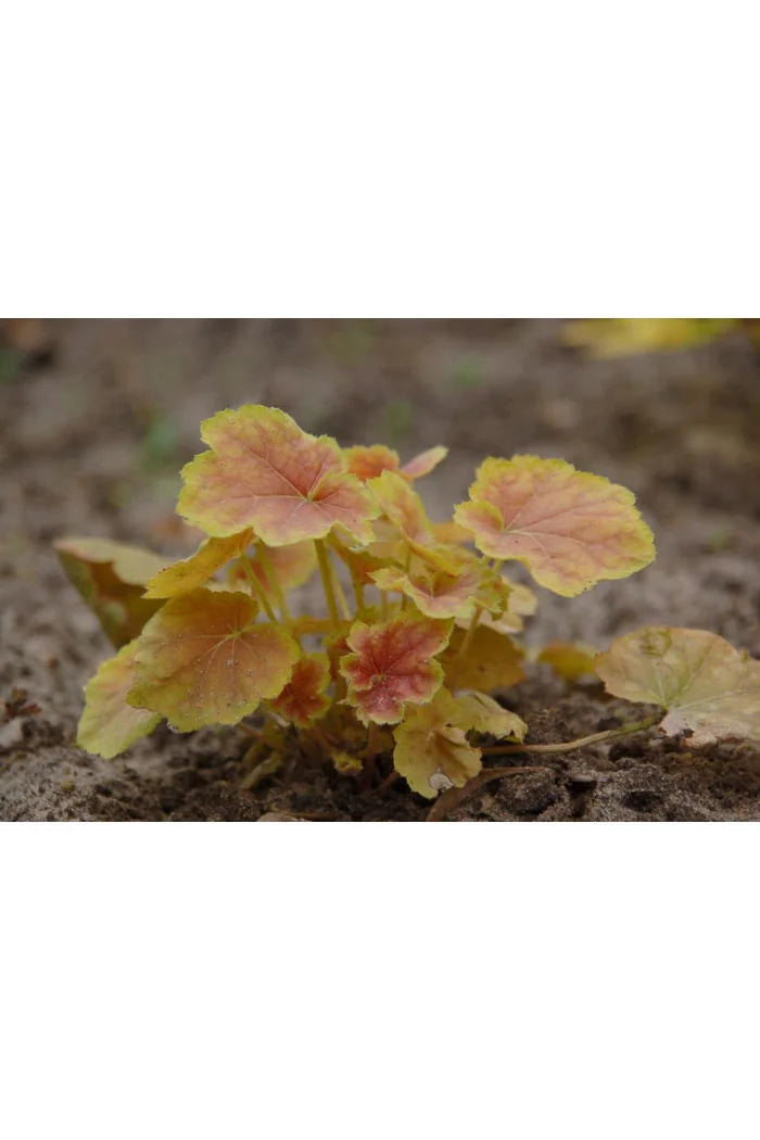 Żurawka 'Tiramisu' Heuchera