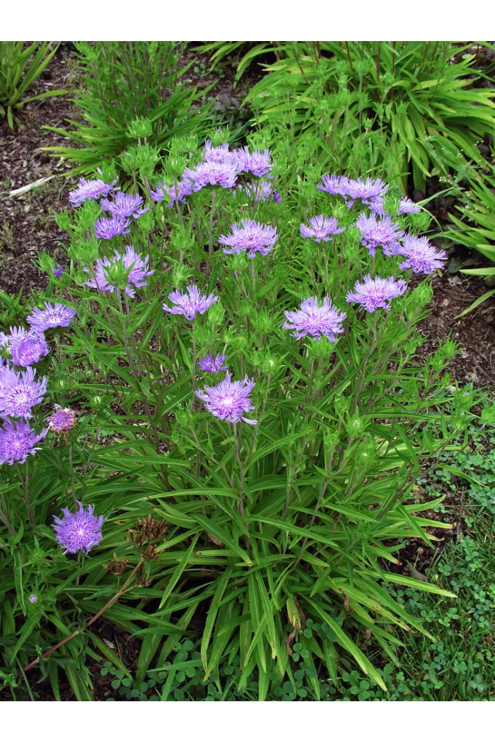 Stokezja gładka Stokesia laevis