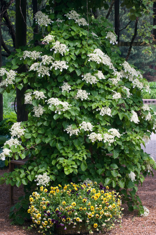 Przywarka japońska | Schizophragma hydrangeoides
