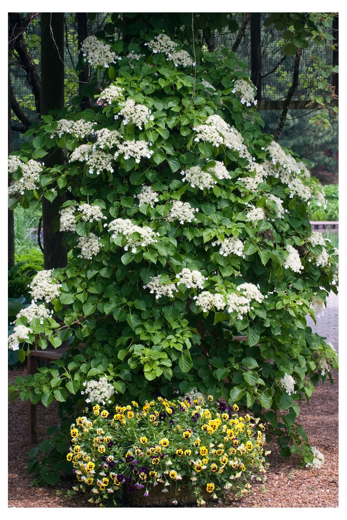 Przywarka japońska | Schizophragma hydrangeoides