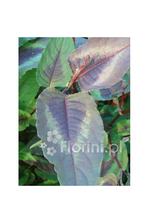 Rdest wirginijski 'Red Dragon' Persicaria