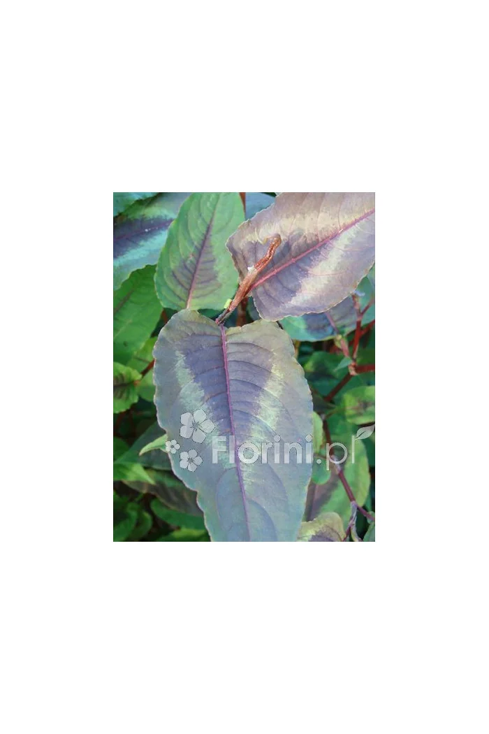 Rdest wirginijski 'Red Dragon' Persicaria