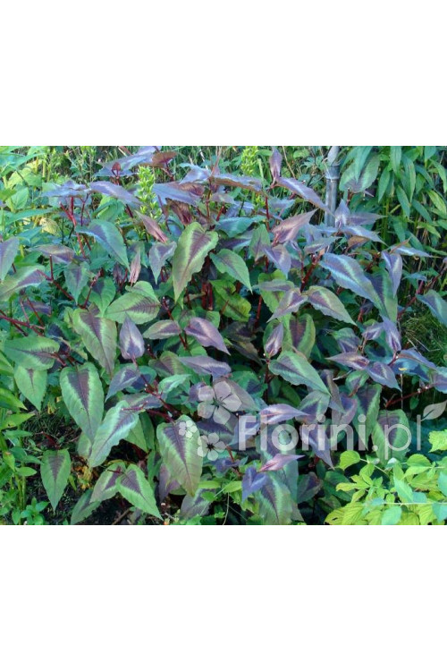 Rdest wirginijski 'Red Dragon' Persicaria