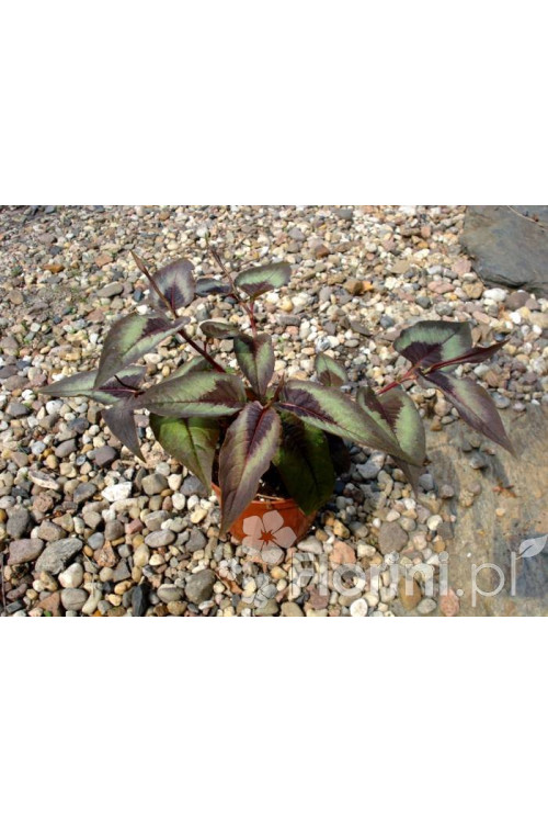 Rdest wirginijski 'Red Dragon' Persicaria
