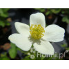 Zawilec kanadyjski Anemone canadiensis