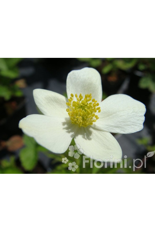 Zawilec kanadyjski Anemone canadiensis