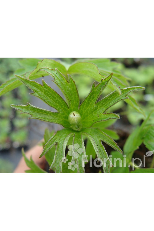 Zawilec kanadyjski Anemone canadiensis