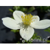 Zawilec kanadyjski Anemone canadiensis