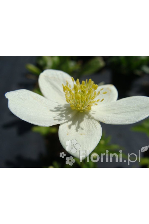 Zawilec kanadyjski Anemone canadiensis